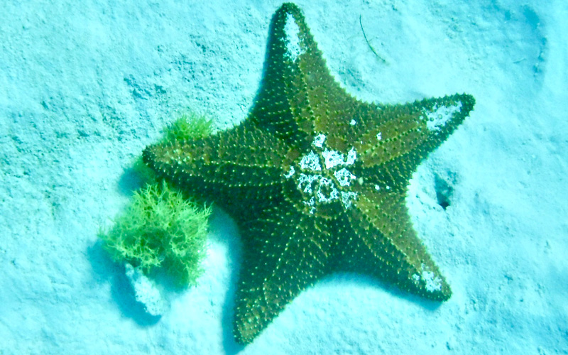 starfish